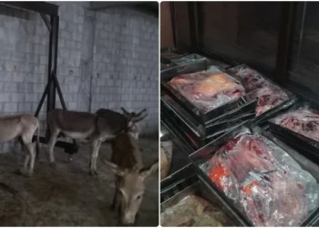 25 Maunds of Donkey Meat Seized in Islamabad: “Now Lahore No Longer Holds This ‘Honor’ Alone”