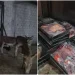 25 Maunds of Donkey Meat Seized in Islamabad: “Now Lahore No Longer Holds This ‘Honor’ Alone”