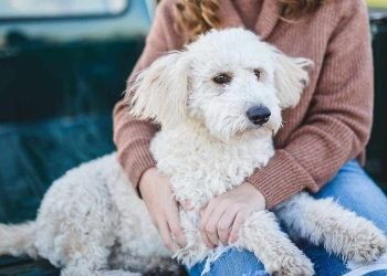 Would you date your pet? 1 in 3 say yes to AI version