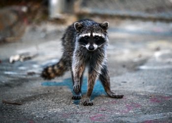 ‘Oh, my, gosh, they would never have known:’ New warnings about rabies outbreaks as cases rise