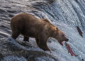 Alaska jogger dragged 100 yards by bear in terrifying predawn attack near driveway