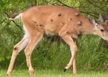 Viral photos of deer with strange warts follow ‘Frankenstein’ rabbit, squirrel sightings
