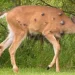 Viral photos of deer with strange warts follow ‘Frankenstein’ rabbit, squirrel sightings