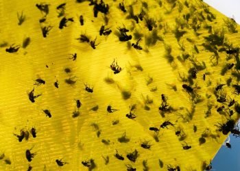 USDA announces $750M sterile fly breeding program to protect cattle from Mexican flesh-eating maggots