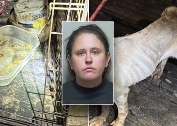 Florida woman leaves teen, 7 dogs home alone to go on Vegas vacation: police