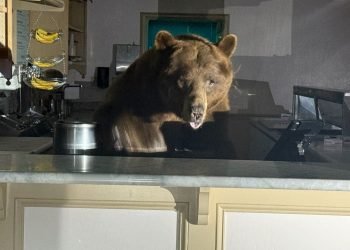 Sweet-toothed bear raids South Lake Tahoe ice cream shop, leaves with a taste for strawberry