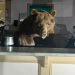 Sweet-toothed bear raids South Lake Tahoe ice cream shop, leaves with a taste for strawberry