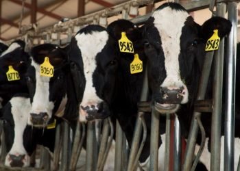 Six dead in dairy accident in rural Colorado plains area