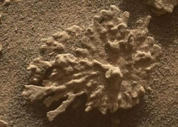 Nasa’s Curiosity rover finds billion-year-old ‘coral’ rock on Mars