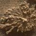 Nasa’s Curiosity rover finds billion-year-old ‘coral’ rock on Mars