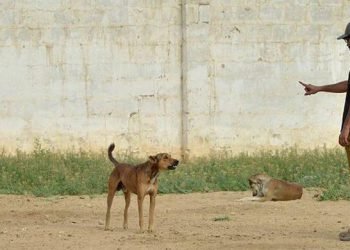 Six die from rabies in Karachi between May-August