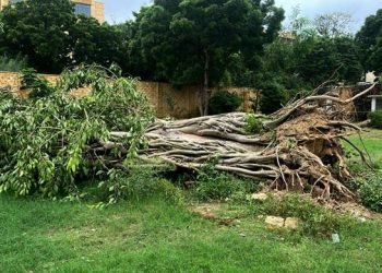 CM Murad orders restoration of 150-year-old historic Banyan tree at Qasr-e-Naz