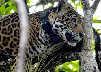 Mexico’s jaguar population is up 30% since 2010, but still at risk