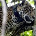 Mexico’s jaguar population is up 30% since 2010, but still at risk