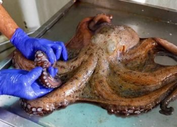 Tentacles tighten grip as octopus invasion sinks Britain’s shellfish trade