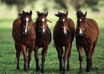 World’s first gene-edited horses shake up genteel sport of polo