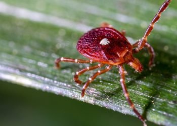 Martha’s Vineyard residents forced to go vegan, become ‘social pariahs’ because of bloodsucking insect