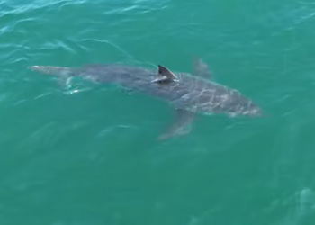 Great white shark lurking near Northeast vacation spot, drone video shows