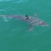 Great white shark lurking near Northeast vacation spot, drone video shows