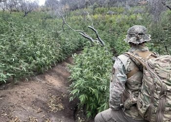 Thousands of illegal hidden marijuana plants removed from national park along with gun, dangerous chemicals