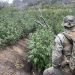 Thousands of illegal hidden marijuana plants removed from national park along with gun, dangerous chemicals