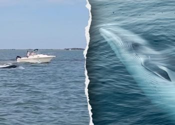 Boat collision with whale sends passenger overboard, kills 20-foot marine mammal