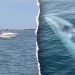 Boat collision with whale sends passenger overboard, kills 20-foot marine mammal