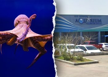 Octopus latches onto 6-year-old boy, refusing to release, mother says, showing footage of the child’s injuries