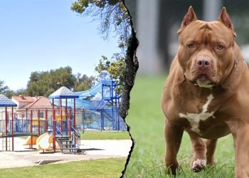 Woman killed and another severely injured after dog mauling at Southern California park