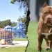 Woman killed and another severely injured after dog mauling at Southern California park