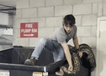 Reptile hunter climbs into apartment building dumpster to remove 16-foot python in Los Angeles