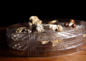 New faith group that uses ‘psychedelic mushrooms’ lands legal win under religious freedom law