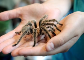 Tarantulas are on the move and will swarm during mating season in certain states