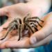 Tarantulas are on the move and will swarm during mating season in certain states
