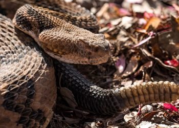 Hiker made fatal mistake when encountering poisonous snake, officials believe