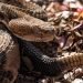 Hiker made fatal mistake when encountering poisonous snake, officials believe