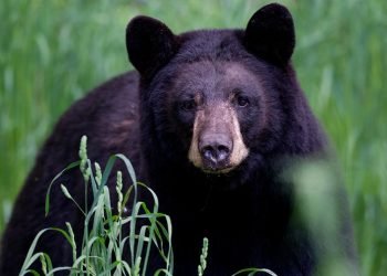 Arkansas man, 72, mauled by 70-pound bear, hospitalized with ‘extensive’ injuries