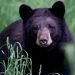 Arkansas man, 72, mauled by 70-pound bear, hospitalized with ‘extensive’ injuries