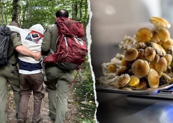 Four hikers on psychedelic mushrooms rescued in popular mountain destination
