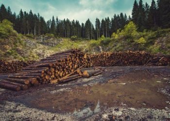Rs1.7 billion timber scam unearthed in KP, 140 officials found implicated