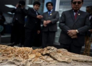 12-million-year-old porpoise fossil found in Peru
