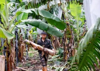 Bananas? Taiwan entrepreneur wants to make clothes out of plant material