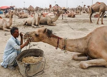 Sukkur feudal lord tortures, cripples young camel over alleged trespass for water