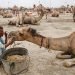 Sukkur feudal lord tortures, cripples young camel over alleged trespass for water