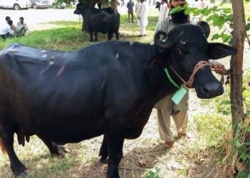 Unidentified men maim buffalo in Gujrat in yet another shocking case of animal abuse