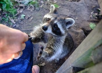 Rabies infections are increasing in wild animals — should you worry?