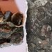 Elite Roman family’s ancient treasure unearthed in ruins of fire-scorched dwelling
