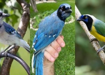 Jay-Z of birds: Blue and green jays make a marvel of nature