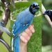 Jay-Z of birds: Blue and green jays make a marvel of nature
