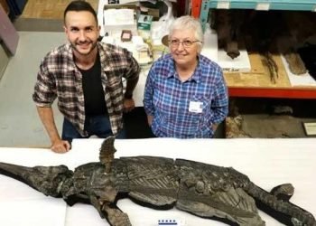 New species of Jurassic â€˜sword dragon’ found in UK